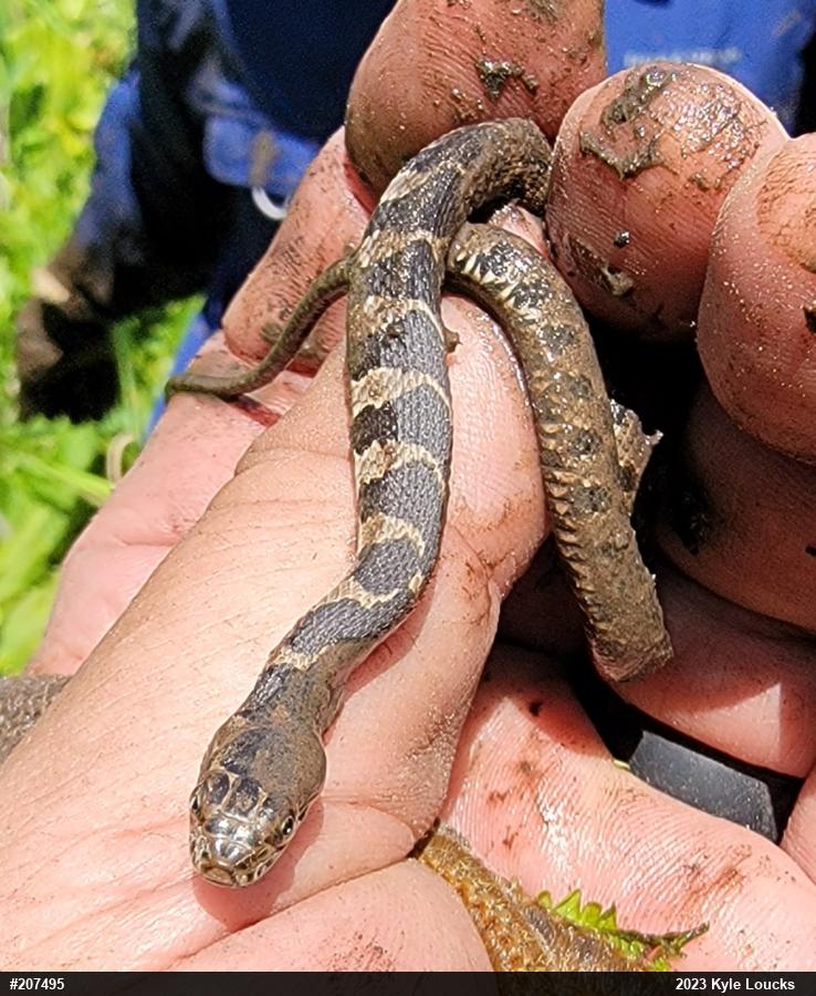 Northern Watersnake
