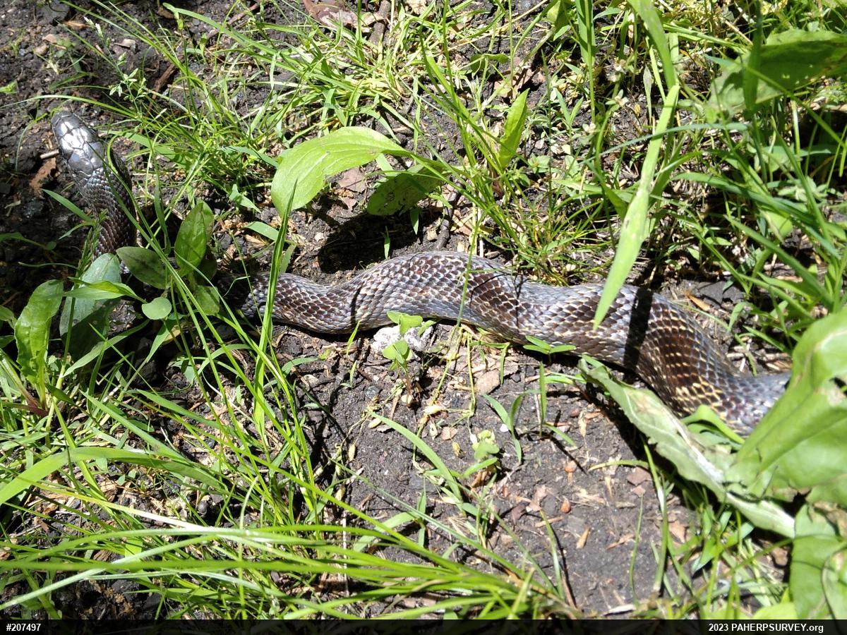 Eastern Ratsnake