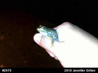 Green Frog