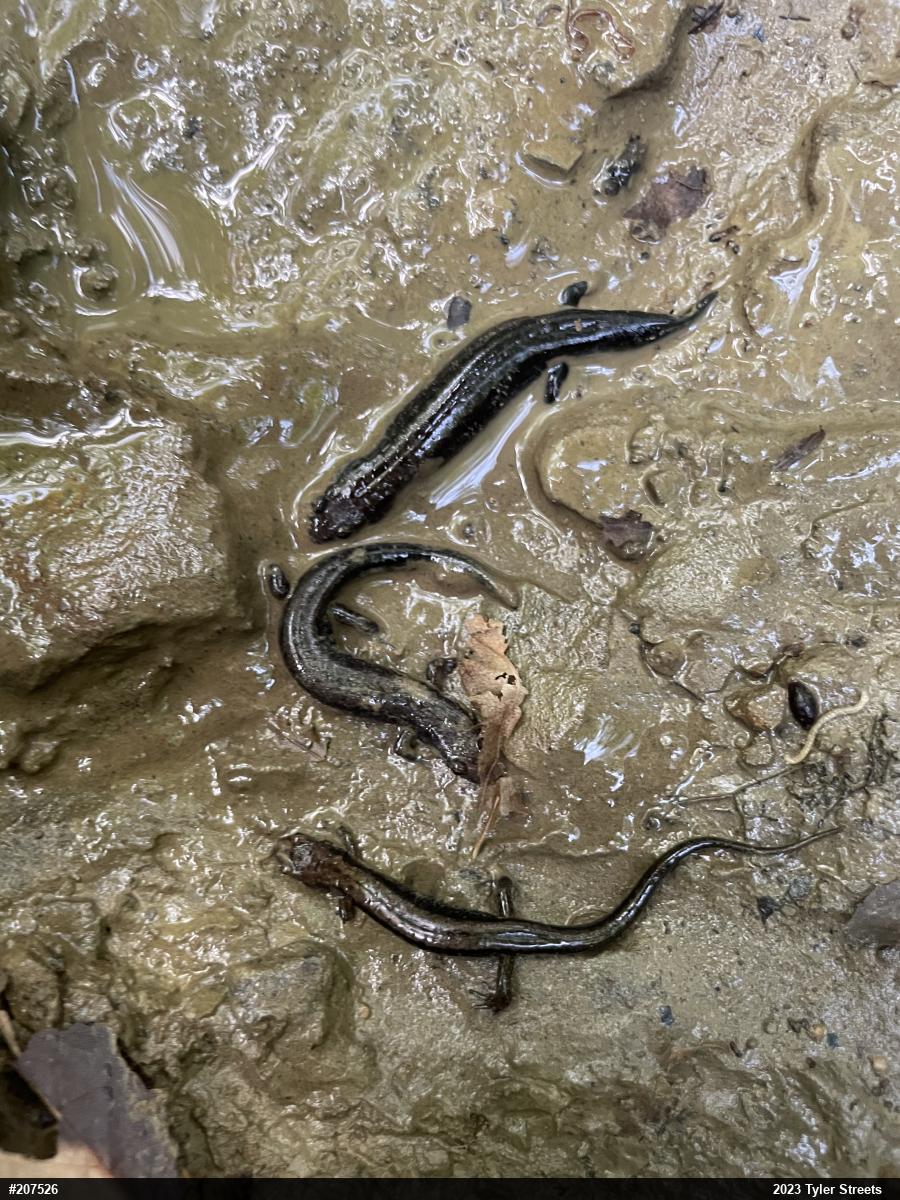 Allegheny Mountain Dusky Salamander