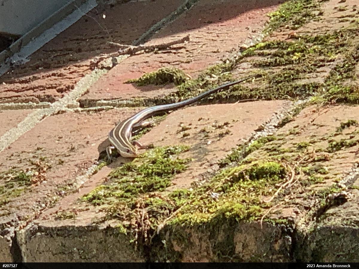 Common Five-lined Skink
