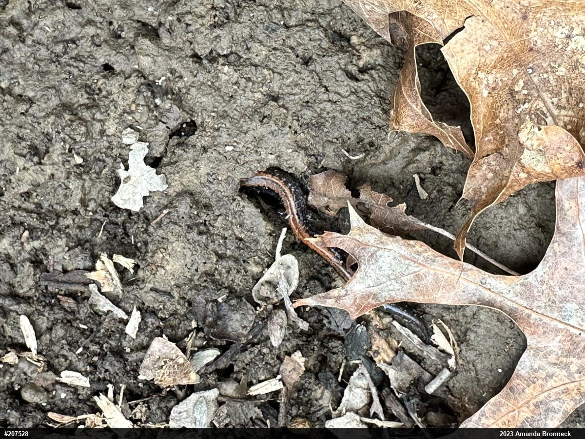 Eastern Red-backed  Salamander