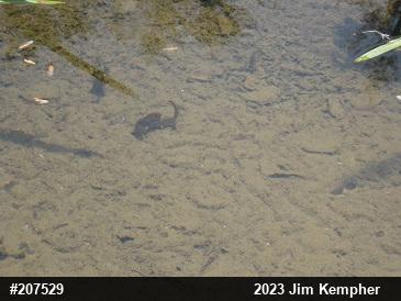 Red-spotted Newt