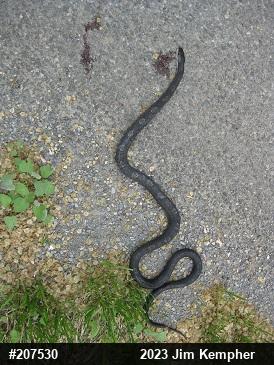 Eastern Ratsnake