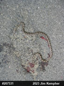 Eastern Milksnake