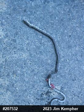 Eastern Ratsnake