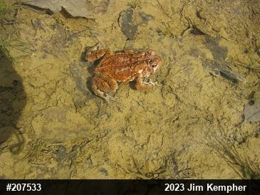 Eastern American Toad