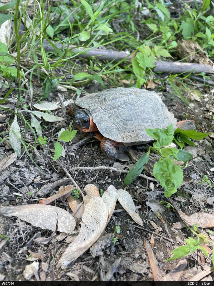 Wood Turtle