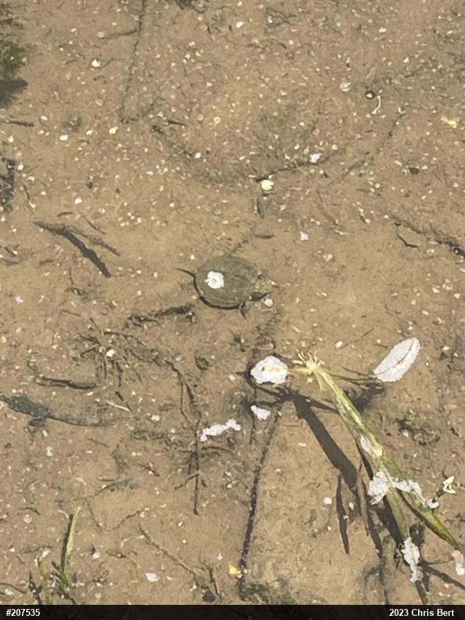 Northern Map Turtle
