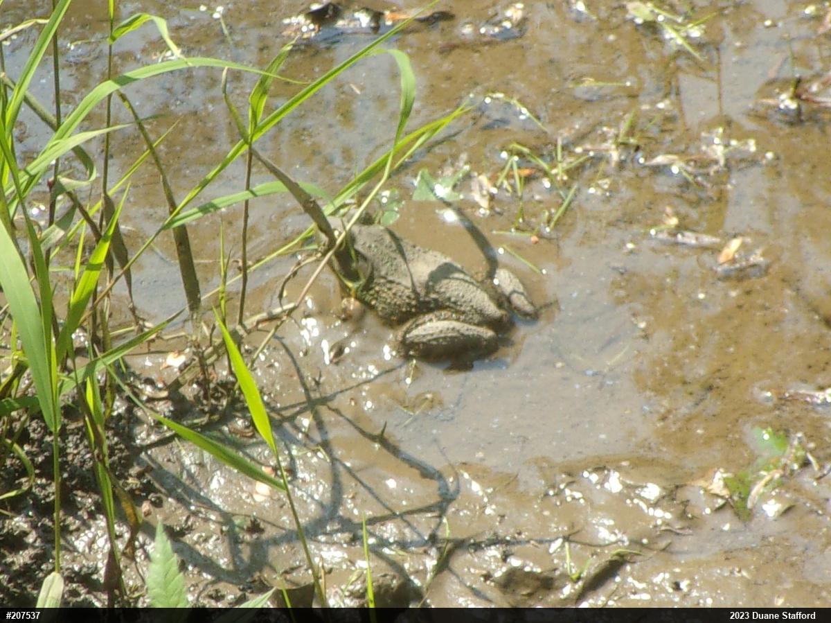 American Bullfrog