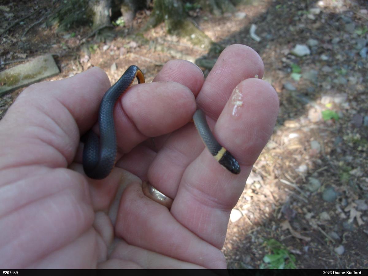Northern Ring-necked Snake