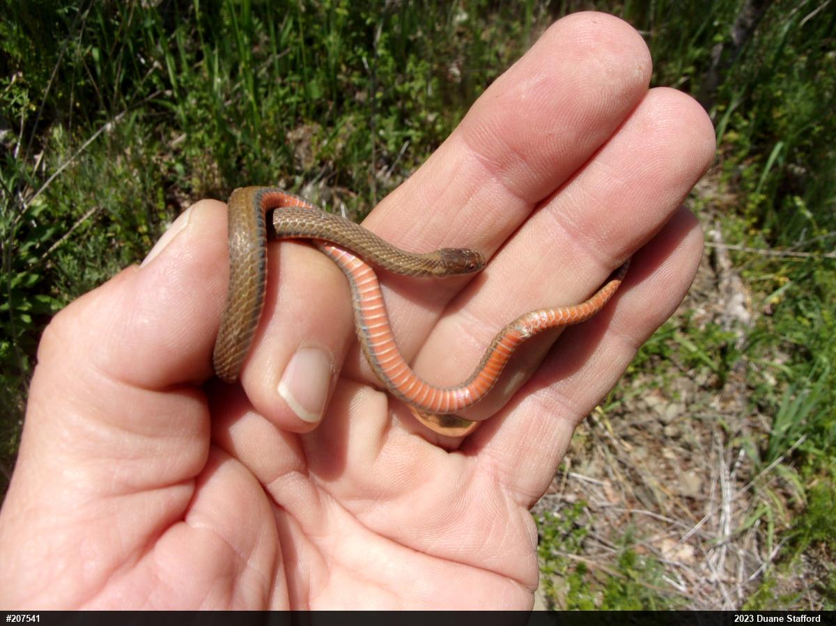 Red-bellied Snake
