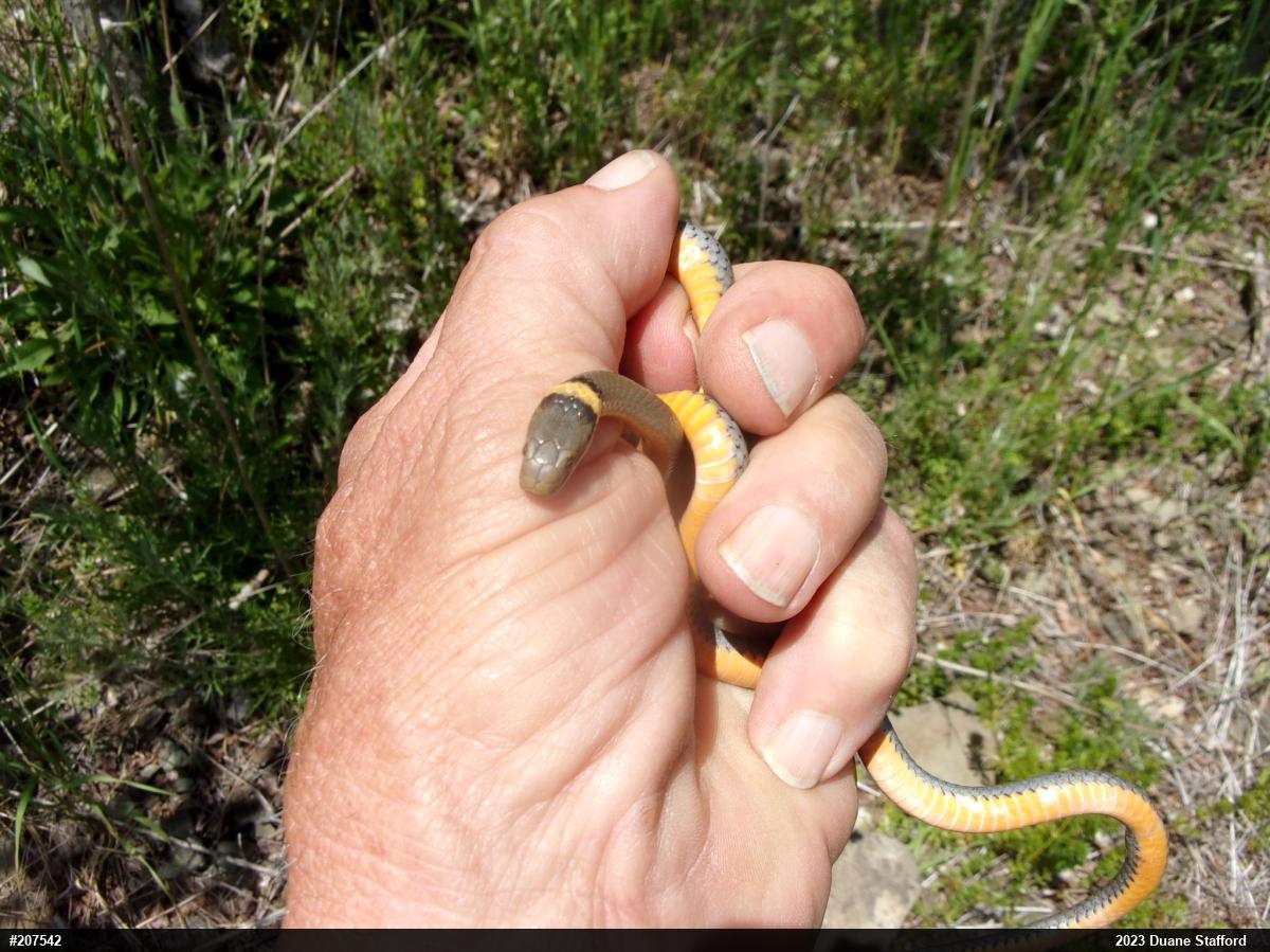 Northern Ring-necked Snake
