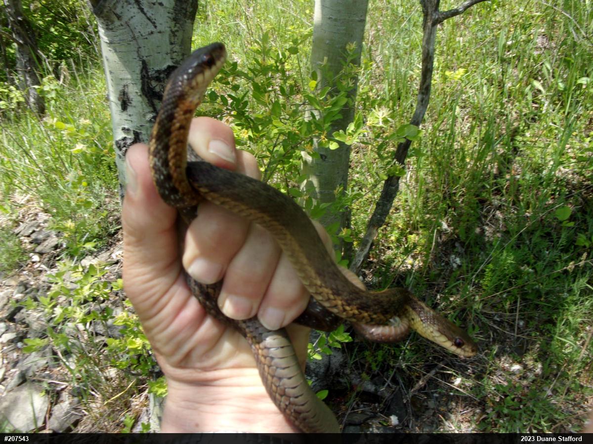 Eastern Gartersnake