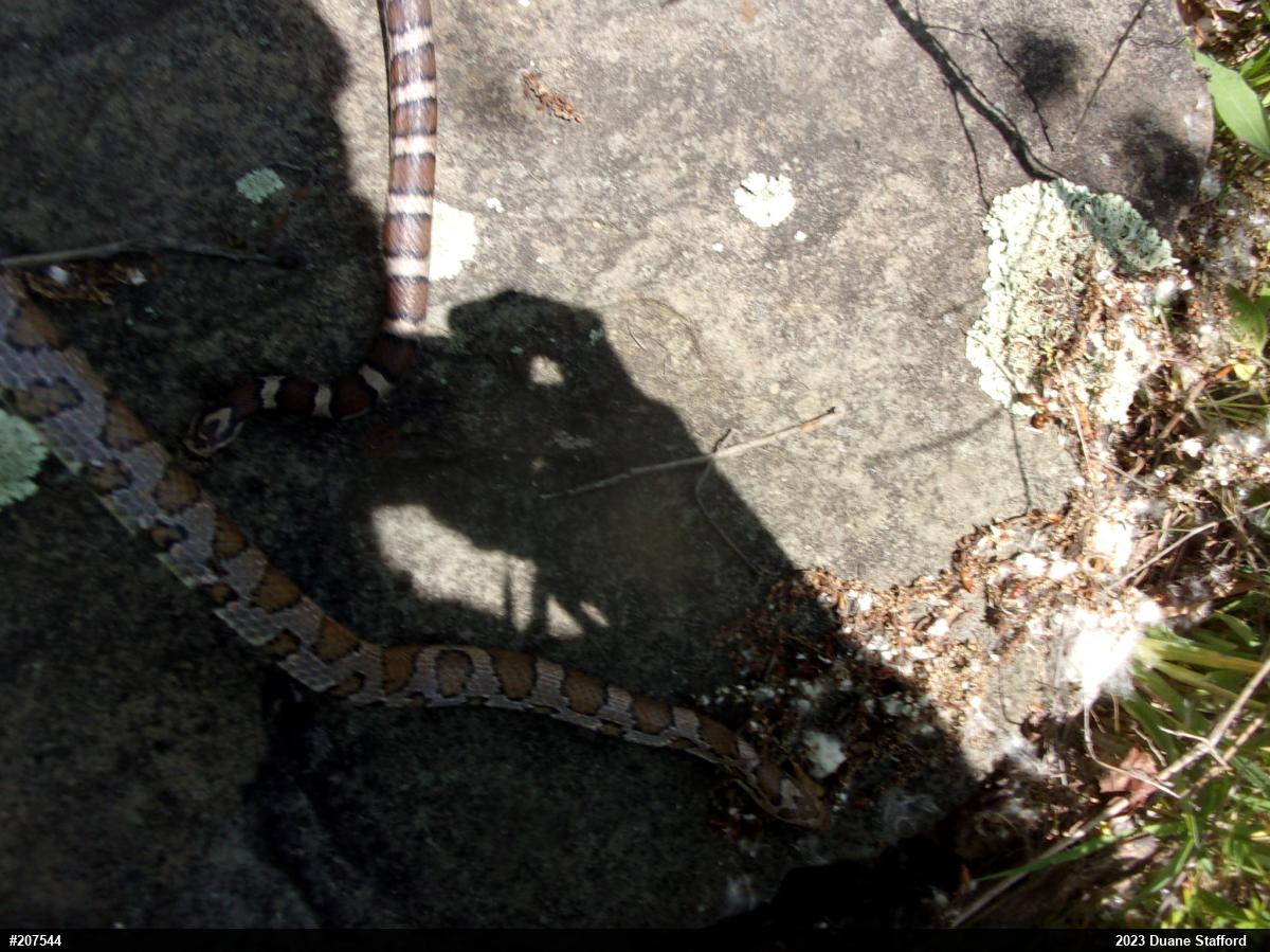 Eastern Milksnake