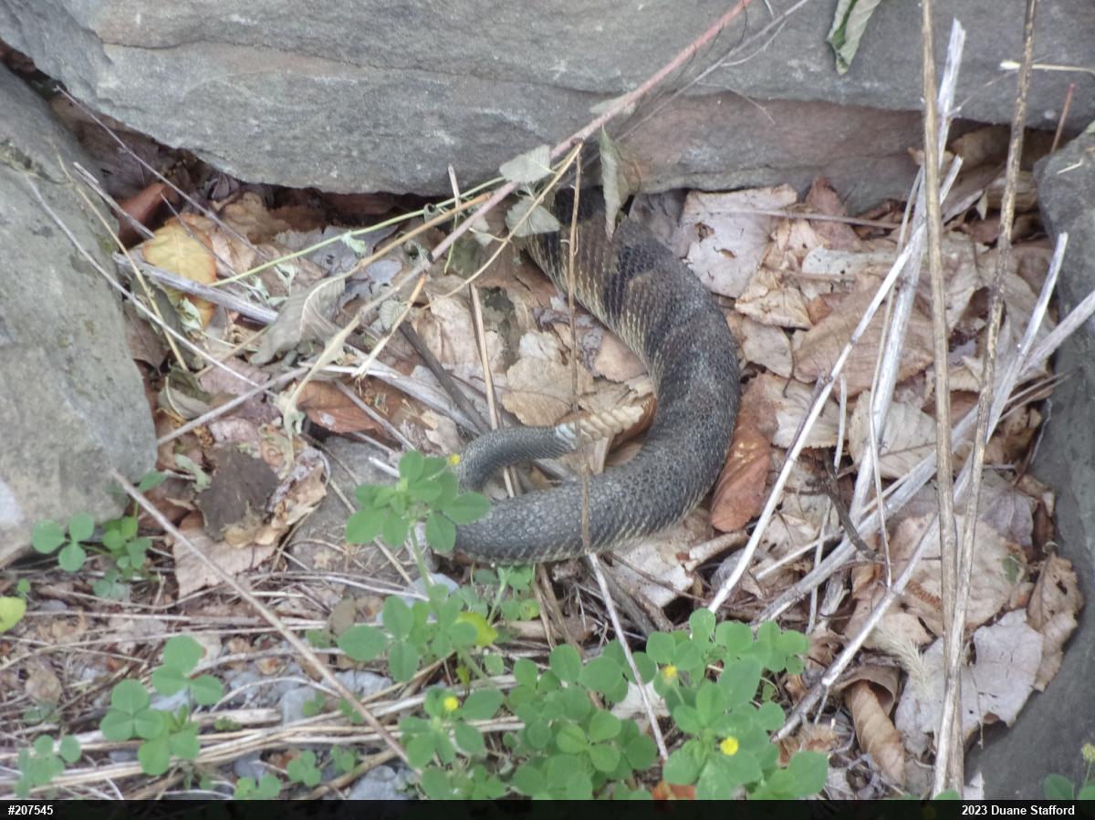 Timber Rattlesnake