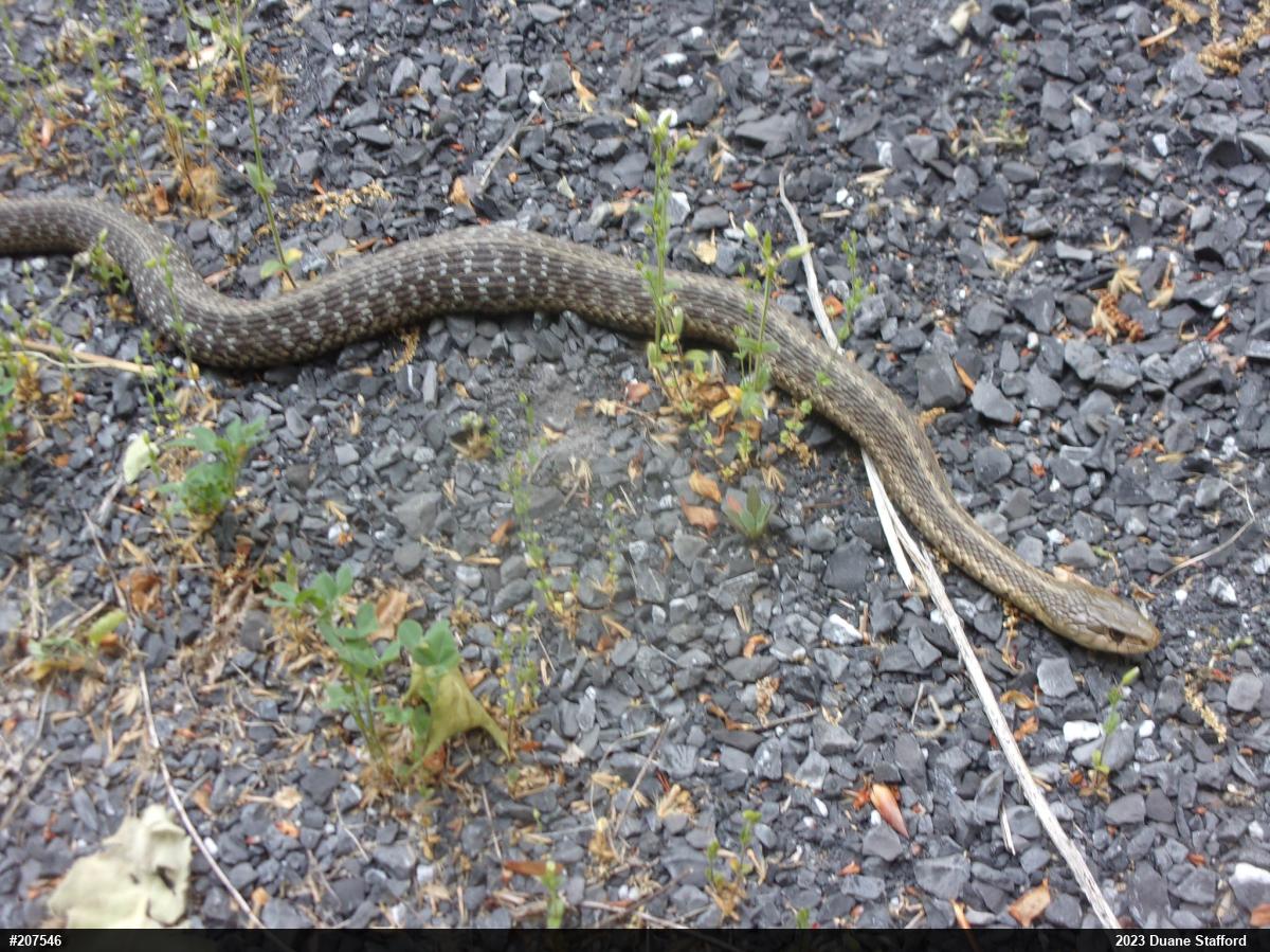 Eastern Gartersnake