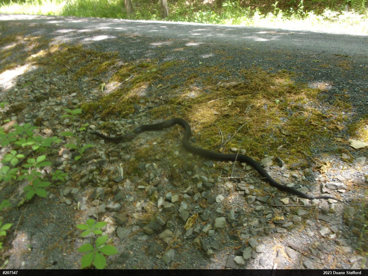 Eastern Ratsnake