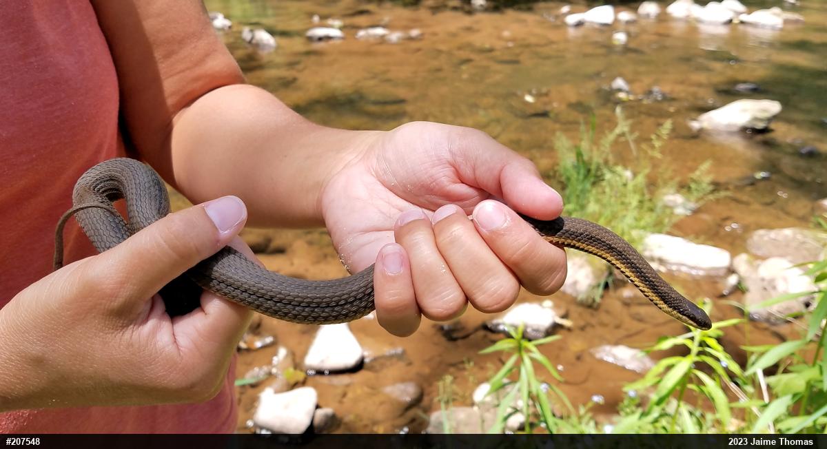 Queensnake