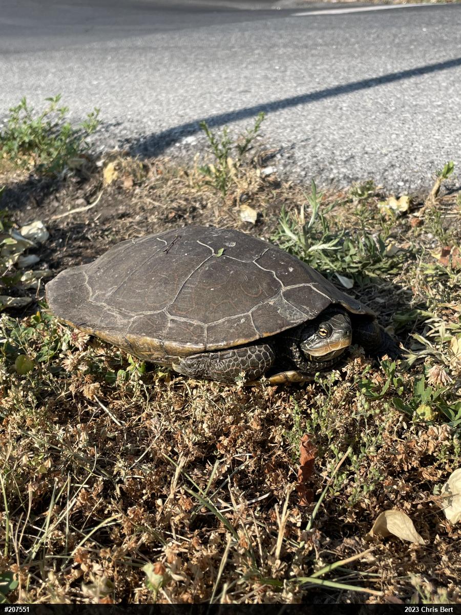 Northern Map Turtle