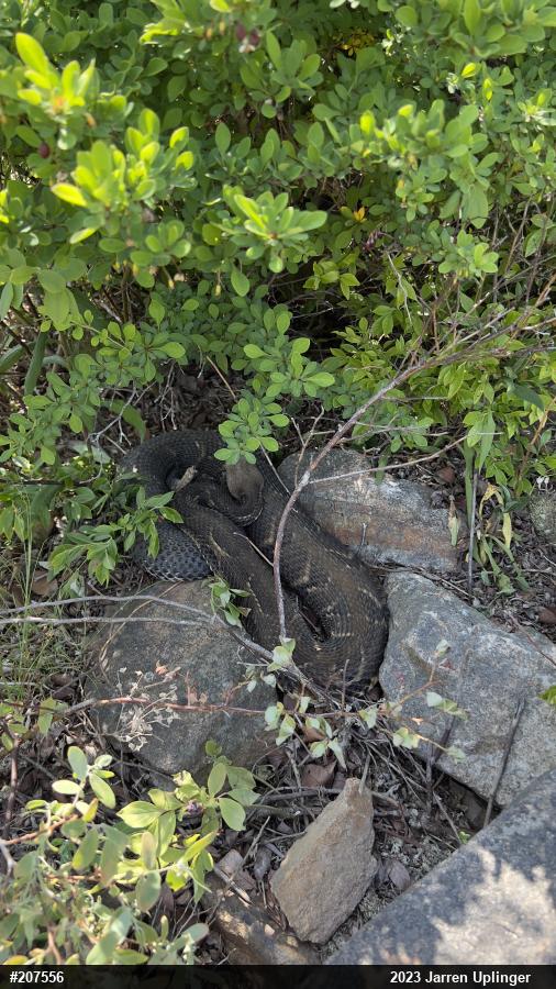 Timber Rattlesnake