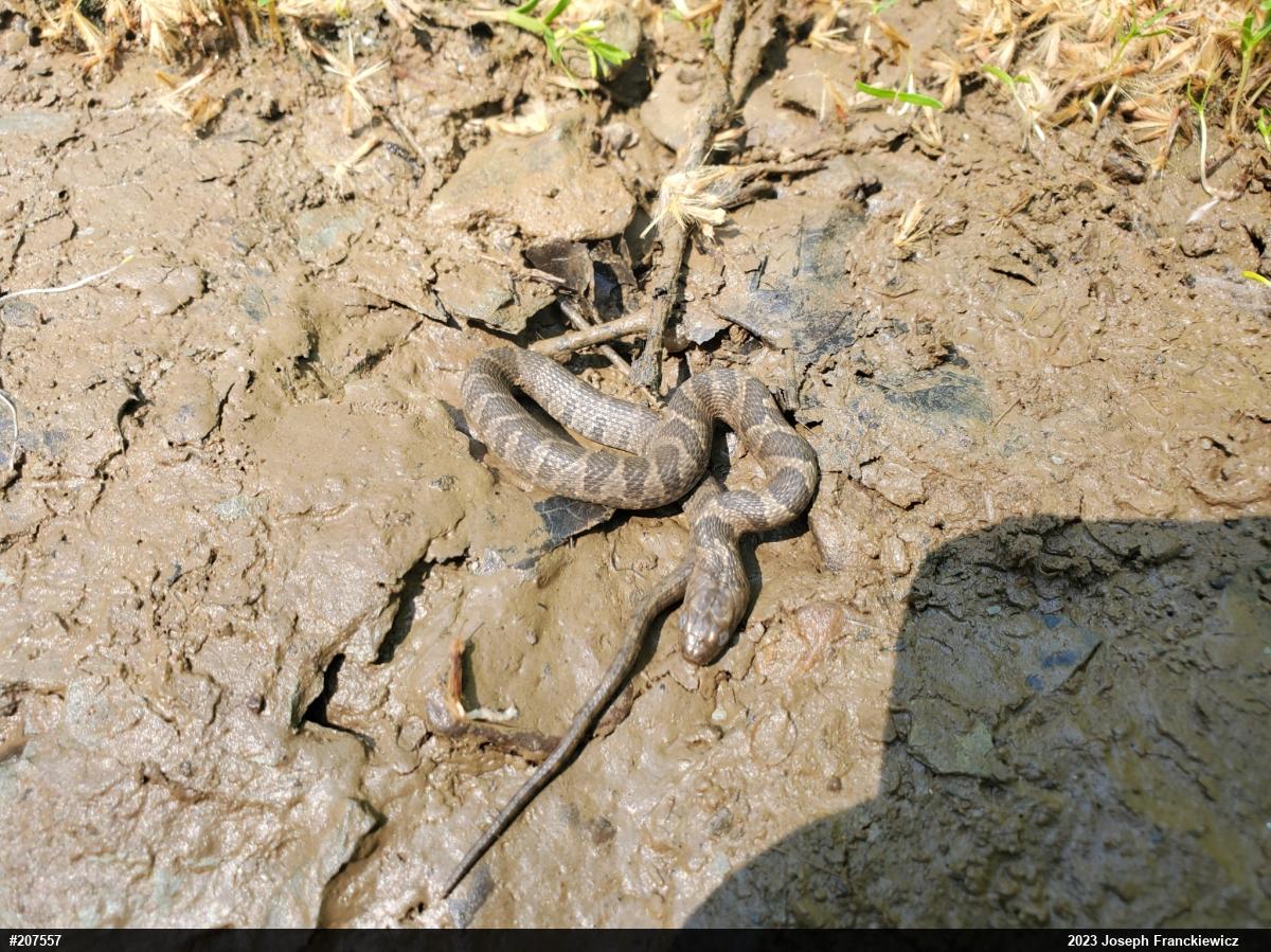 Northern Watersnake