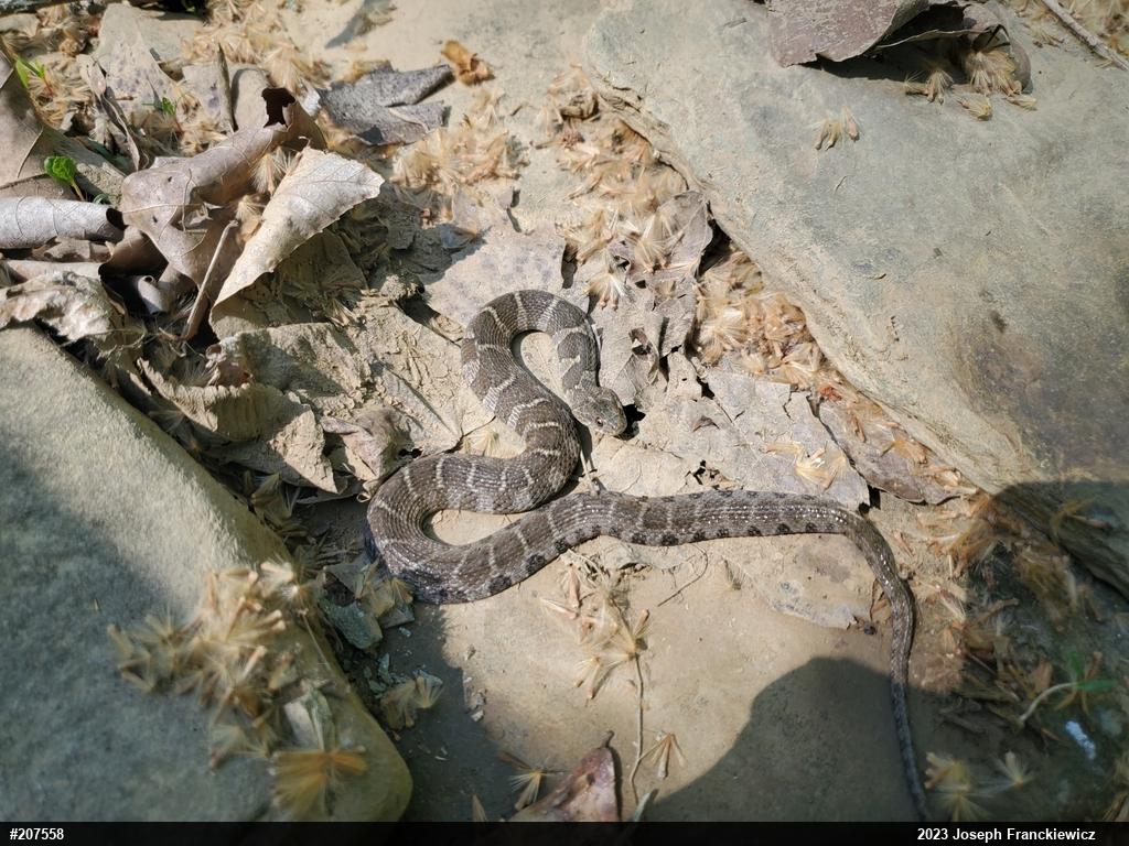 Northern Watersnake