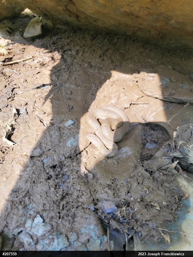 Northern Watersnake