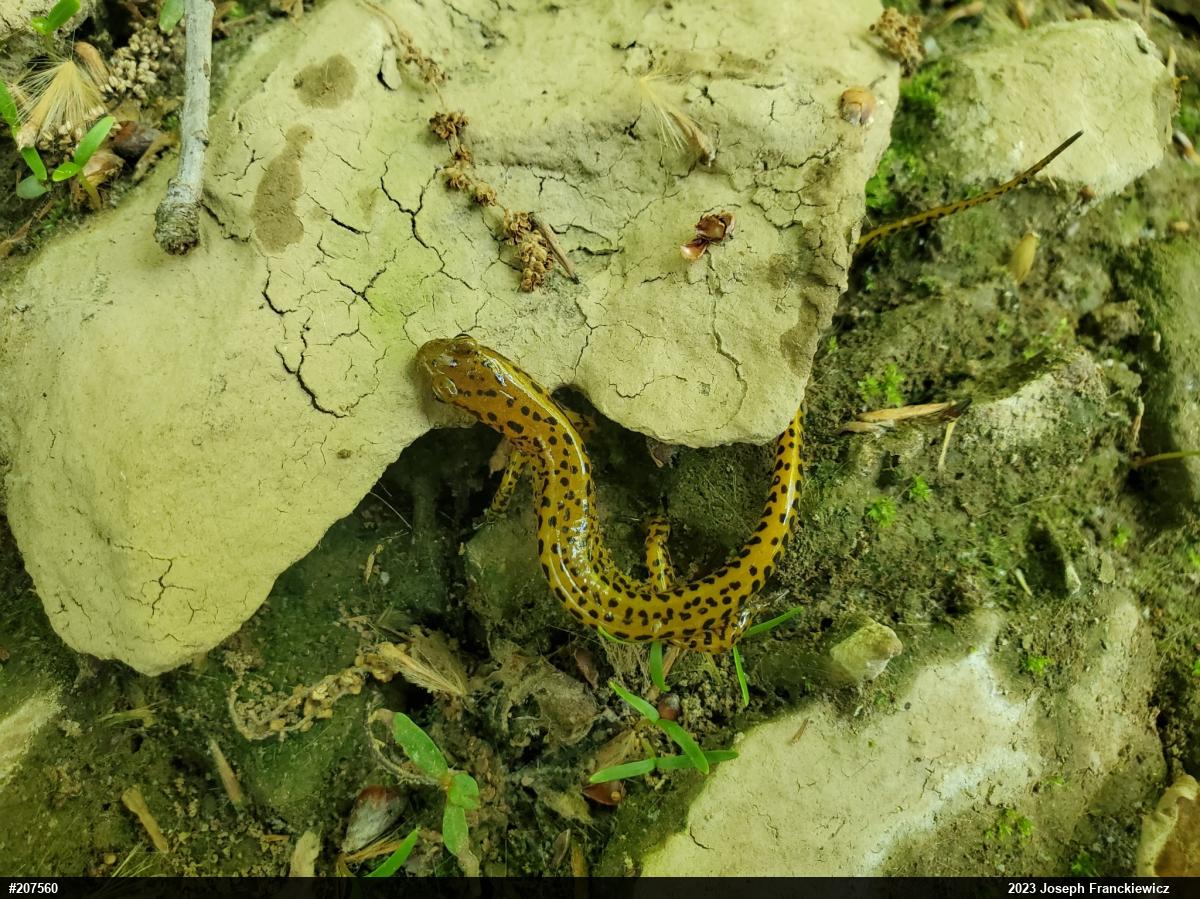 Eastern Long-tailed Salamander