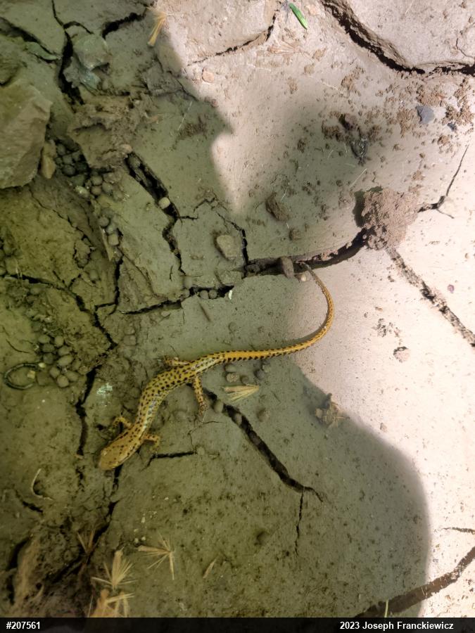 Eastern Long-tailed Salamander