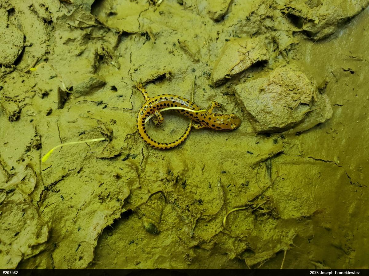 Eastern Long-tailed Salamander