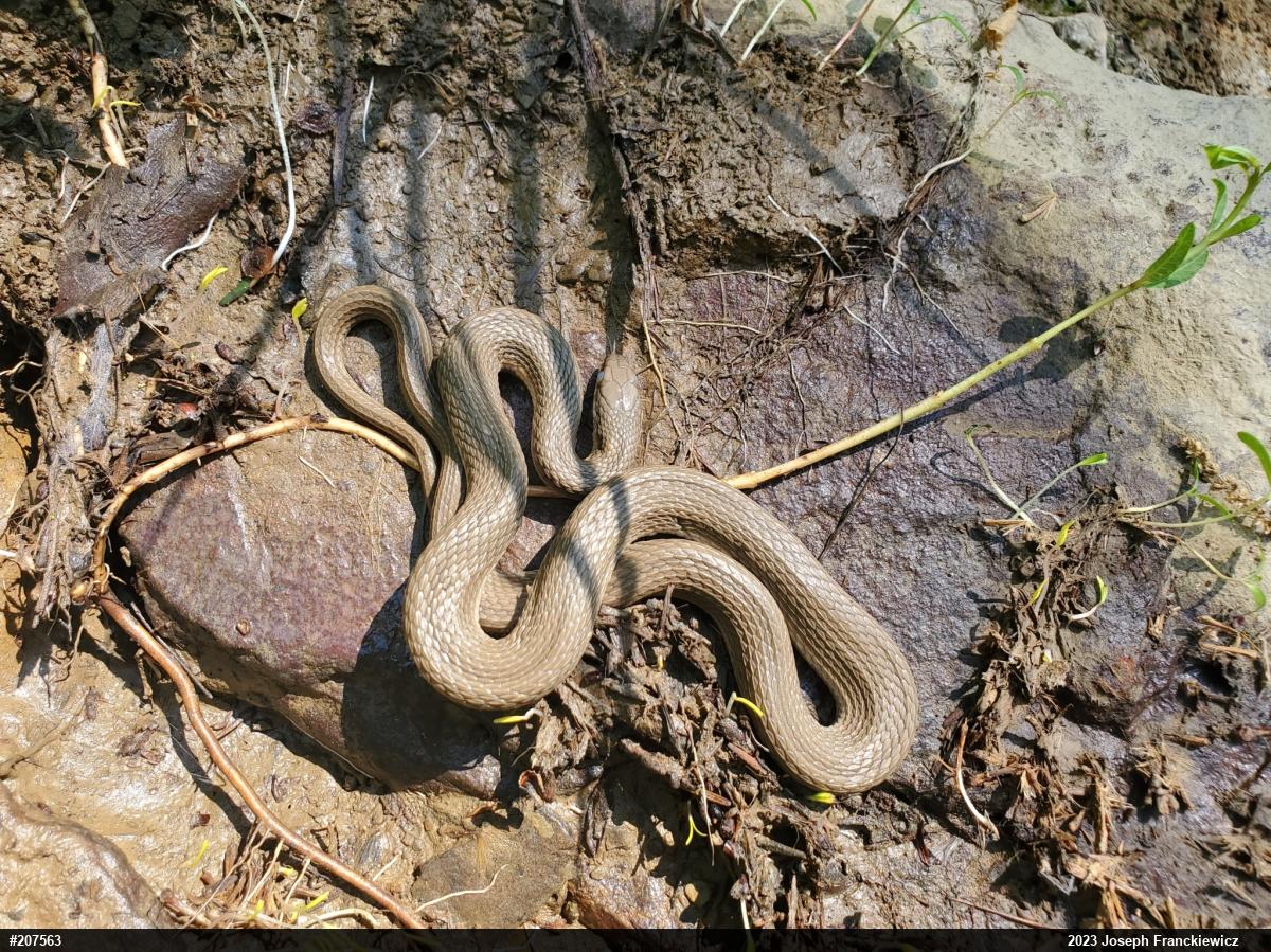 Queensnake