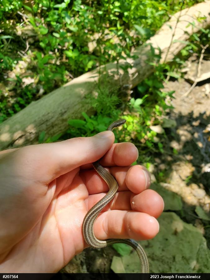Queensnake