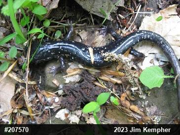 Northern Slimy Salamander