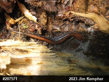 Eastern Red-backed  Salamander