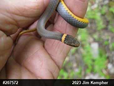 Northern Ring-necked Snake