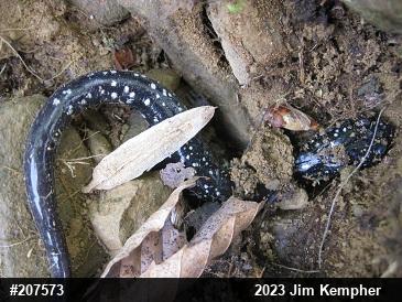 Northern Slimy Salamander