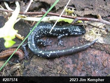 Northern Slimy Salamander