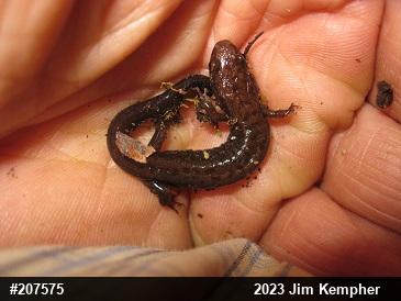 Allegheny Mountain Dusky Salamander