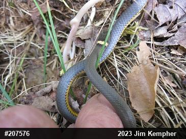 Northern Ring-necked Snake