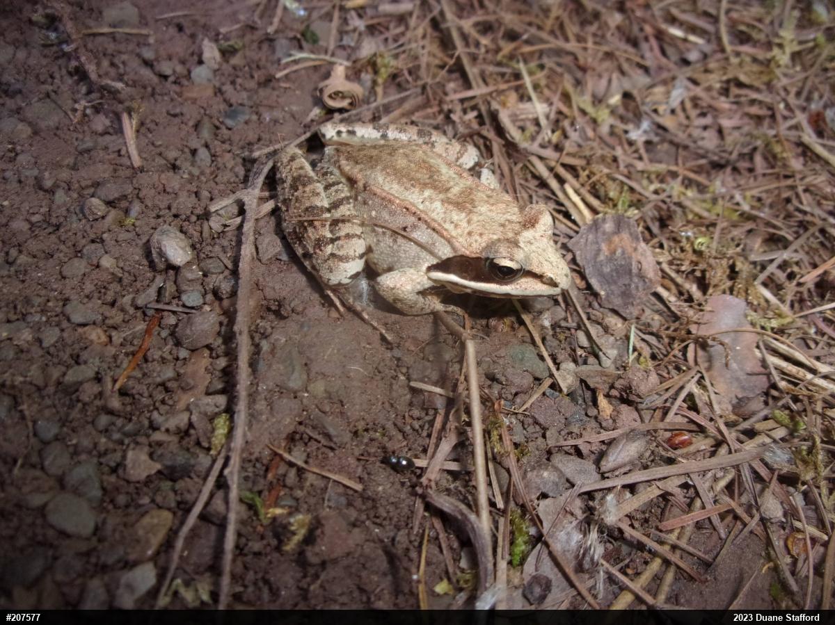 Wood Frog