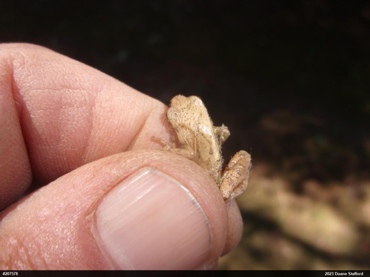 Spring Peeper