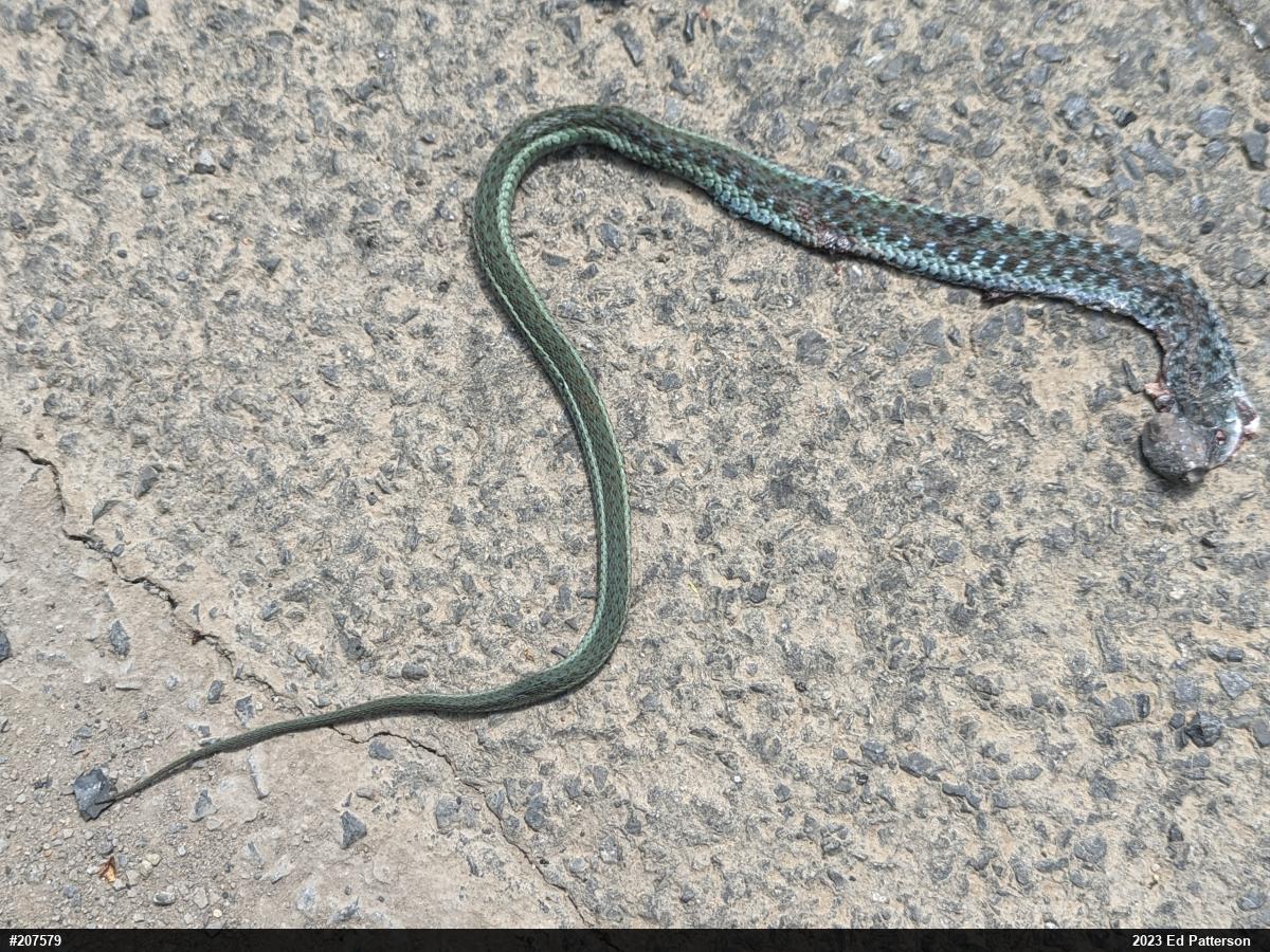 Eastern Gartersnake