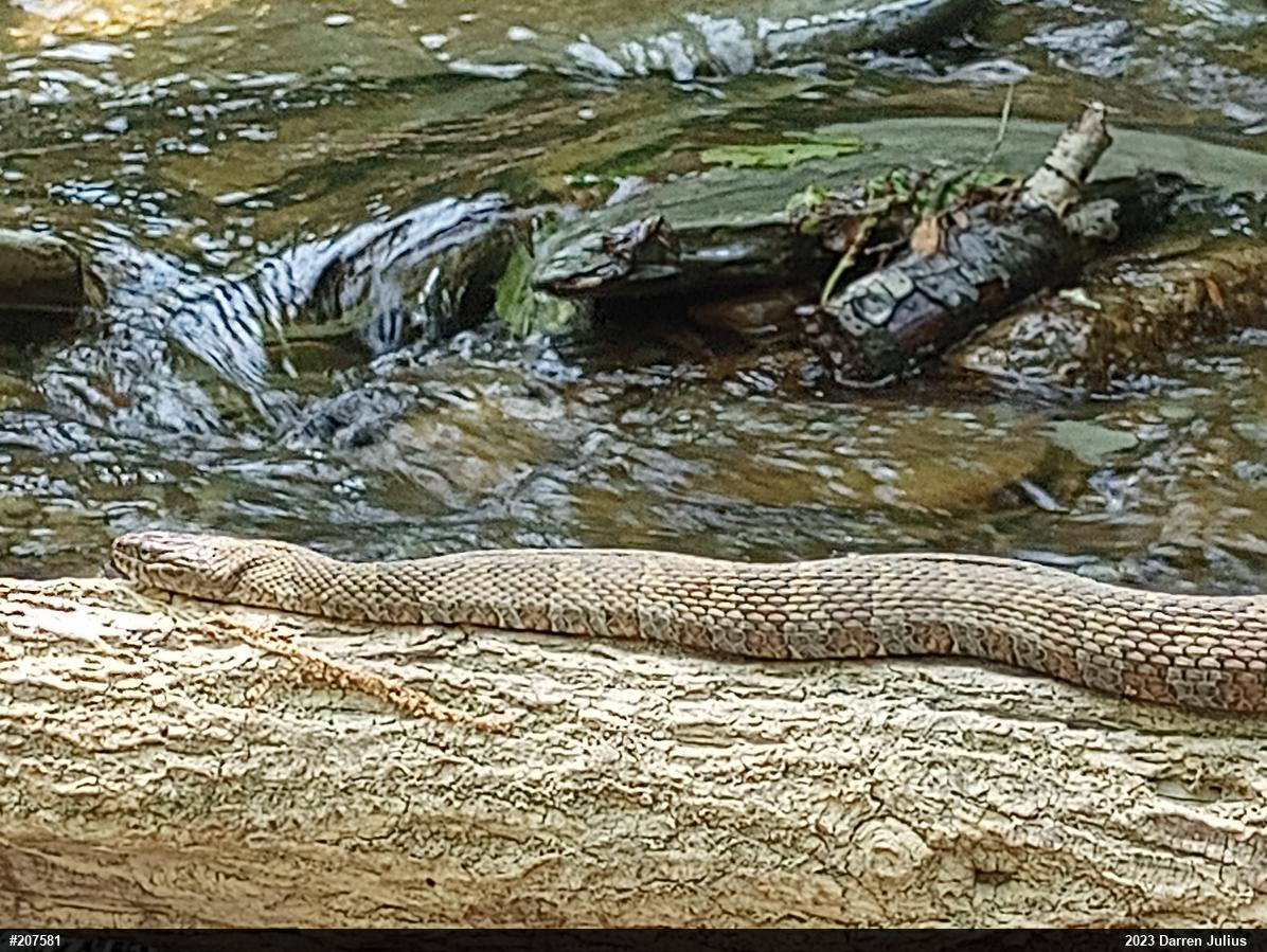 Northern Watersnake
