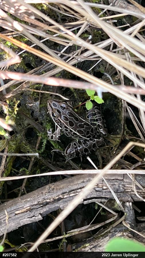 Northern Leopard Frog