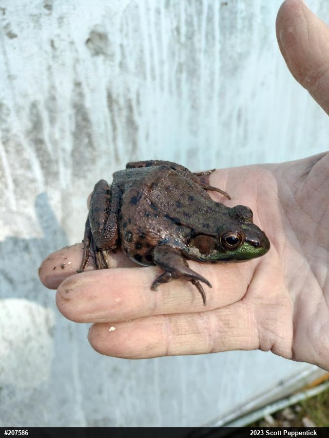 Green Frog