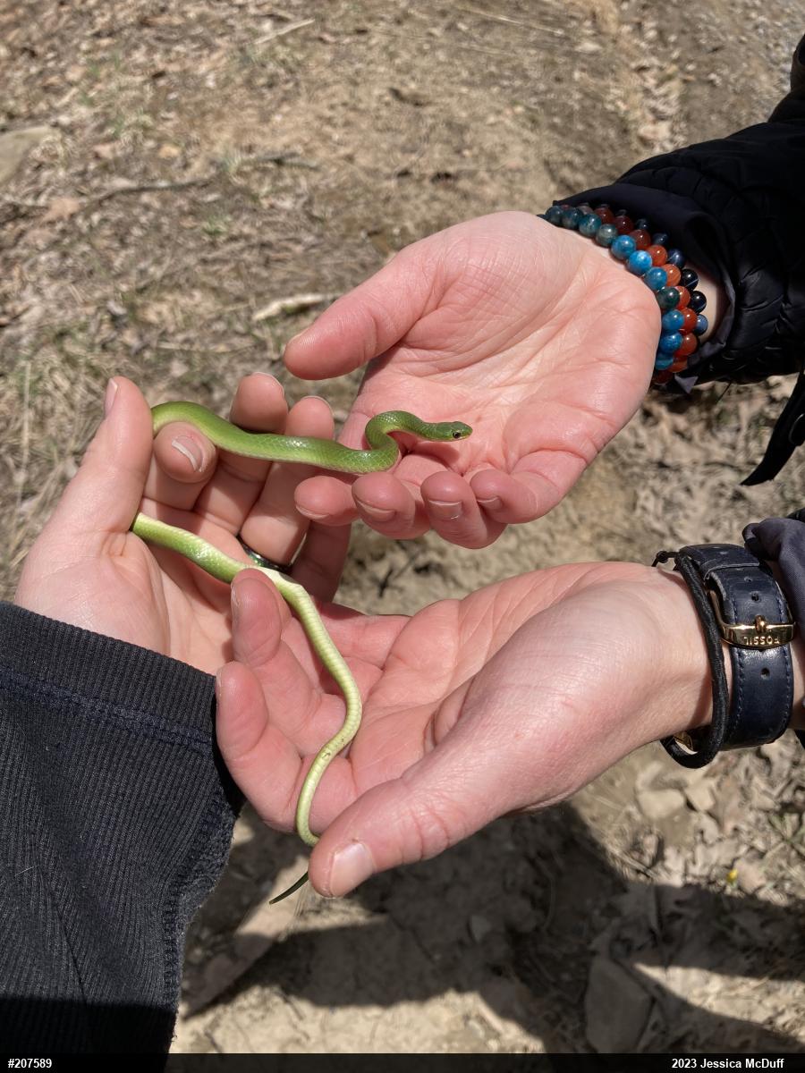 Smooth Greensnake