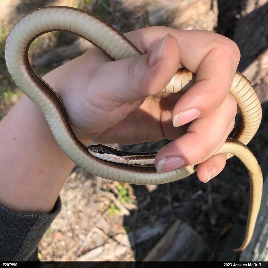 Eastern Ribbonsnake