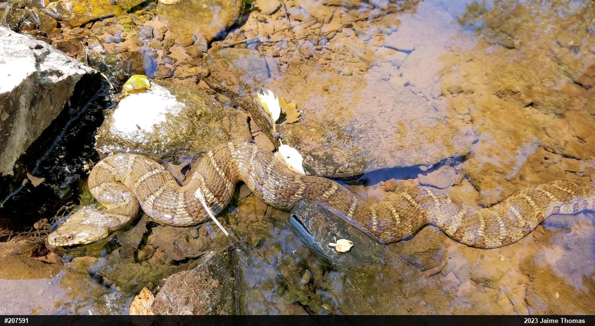 Northern Watersnake
