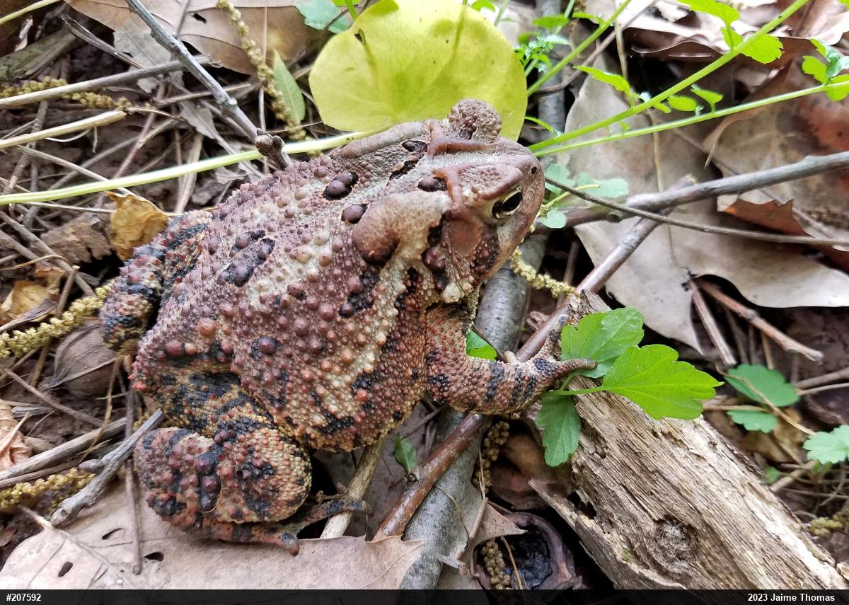 Eastern American Toad